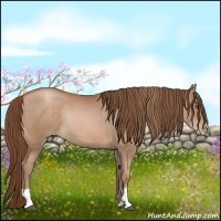 Horse Color:Liver Chestnut Pearl  and Bay Pearl 