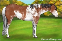 Horse Color:Bay Sabino Rabicano  and Bay Sabino Rabicano 