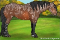 Horse Color:Bay Ice 