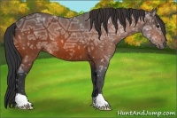 Horse Color:Bay Ice 