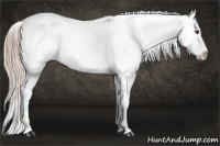 Horse Color:Chocolate Palomino Appaloosa