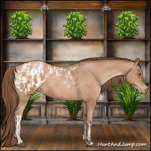 Horse Color:Brown Pearl  and Brown Pearl Appaloosa 