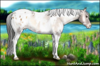 Horse Color:White Spotted Liver Red Onyx Tobiano Appaloosa 