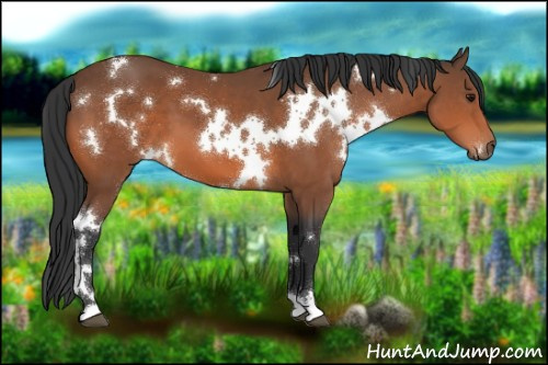 Horse Color:White Spotted Bay