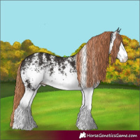 Horse Color:White Spotted Liver Chestnut 