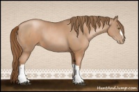 Horse Color:Liver Chestnut Pearl  and Liver Chestnut Pearl 