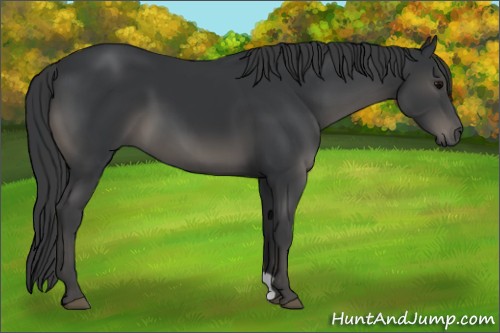 Horse Color:Black 