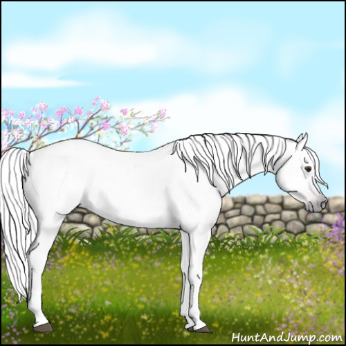 Horse Color:Gray Liver Chestnut Appaloosa Rabicano
