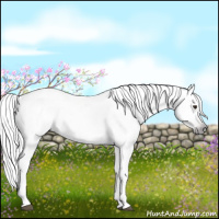 Horse Color:Gray Liver Chestnut Near Leopard Rabicano 