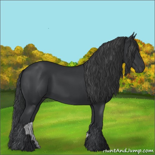 Horse Color:Black 