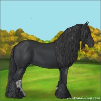 Horse Color:Black 