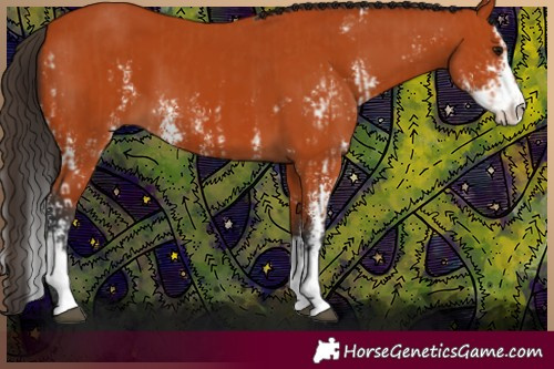 Horse Color:Bay Sabino  and Bay Sabino Splash 