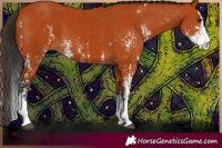 Horse Color:Bay Sabino  and Bay Sabino Splash 