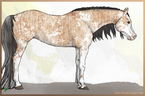 Horse Color:Bay Dun Sabino  and Bay Dun Sabino 