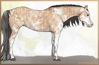 Horse Color:Bay Dun Sabino and Bay Dun Sabino