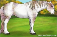 Horse Color:Nacre White Spotted Chestnut 