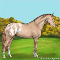 Horse Color:Gold Champagne Appaloosa 
