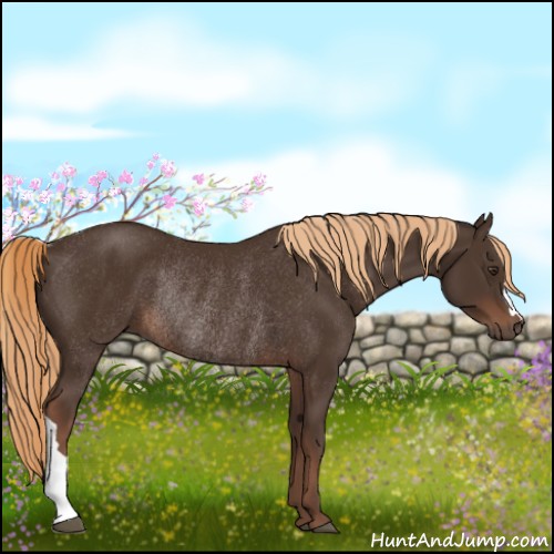 Horse Color:Liver Chestnut Rabicano 