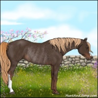 Horse Color:Liver Chestnut Rabicano 