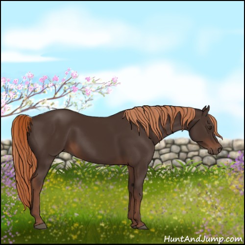 Horse Color:Liver Chestnut Rabicano