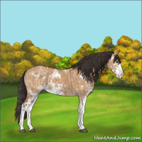 Horse Color:Bay Dun Sabino  and Bay Dun Sabino 
