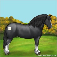 Horse Color:Black Splash Tobiano 