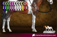 Horse Color:Brown Sabino Tobiano