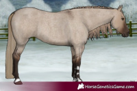 Horse Color:Liver Red Dun Roan