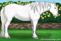 Horse Color:Gold Cream Champagne Appaloosa 