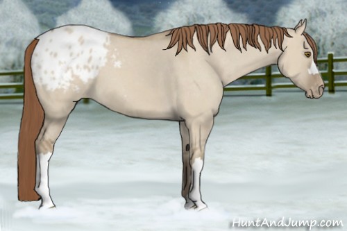 Horse Color:Classic Champagne Dun Appaloosa