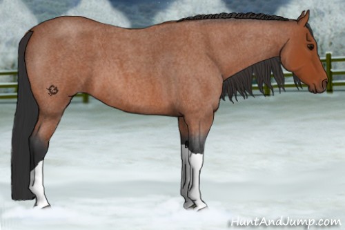 Horse Color:Bay Roan Tobiano