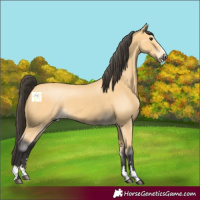 Horse Color:Buckskin 