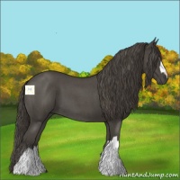 Horse Color:Smoky Blue Roan 