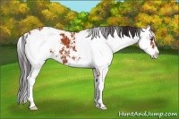Horse Color:Bay Sabino  and Bay Sabino 