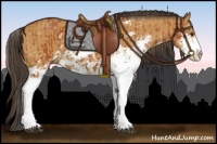 Horse Color:Bay Sabino  and Buckskin Sabino 