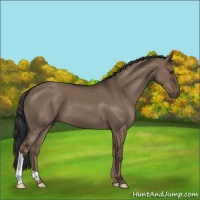 Horse Color:Liver Red Dun 