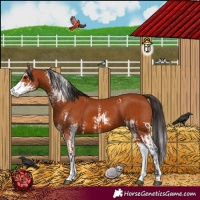 Horse Color:Bay Sabino  and Bay Sabino 