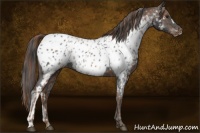 Horse Color:Chestnut Appaloosa  and Black Appaloosa 