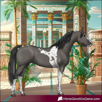 Horse Color:Grullo Splash Tobiano 