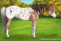 Horse Color:White Spotted Bay Splash Appaloosa  and White Spotted Bay Splash Appaloosa 
