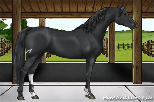 Horse Color:Black 