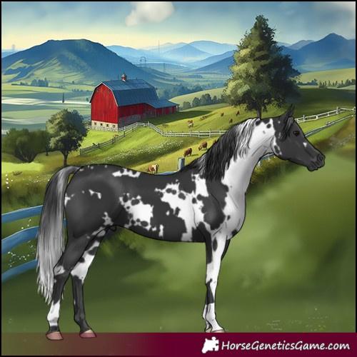 Horse Color:White Spotted Black
