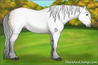 Horse Color:Gray Bay 