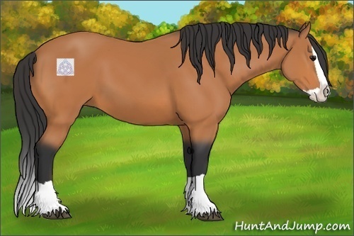 Horse Color:Bay Splash 