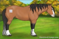 Horse Color:Bay Splash 
