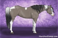 Horse Color:Grullo Splash Tobiano Rabicano