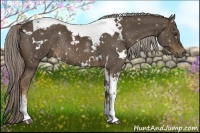 Horse Color:White Spotted Chocolate Palomino Tobiano Rabicano 