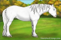 Horse Color:Cremello Sabino  and Cremello Sabino 