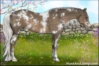 Horse Color:White Spotted Chocolate Palomino Sabino