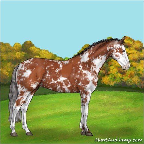 Horse Color:Bay Sabino and Bay Sabino Splash